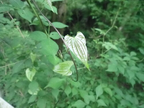 Dioscorea japonica, photograph 5