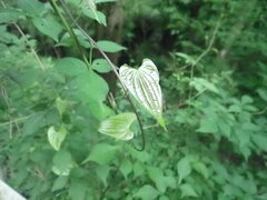 Dioscorea japonica, photograph (c) 村山史世　（Fumiyo MURAYAMA), some rights reserved (CC BY)