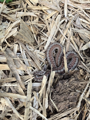 DeKay's Brownsnake