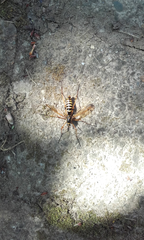 Ctenophora flaveolata