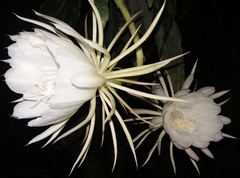Epiphyllum oxypetalum