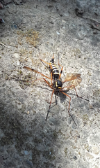 Ctenophora flaveolata