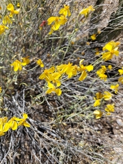 Psilostrophe cooperi