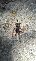 Ctenophora flaveolata