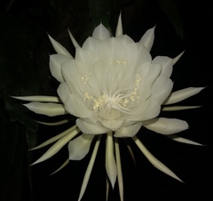 Epiphyllum oxypetalum