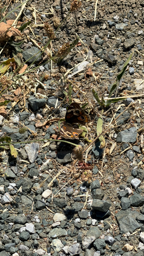Gray Buckeye