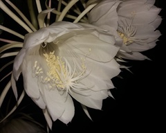 Epiphyllum oxypetalum