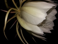 Epiphyllum oxypetalum