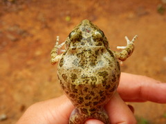 Craugastor augusti cactorum