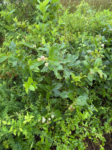 buttonbush