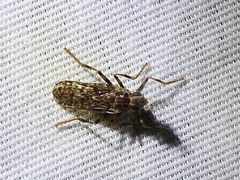 Boreothrinax maculipennis