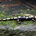 Salamandra salamandra gigliolii - Photo (c) Mattia Menchetti, algunos derechos reservados (CC BY), subido por Mattia Menchetti
