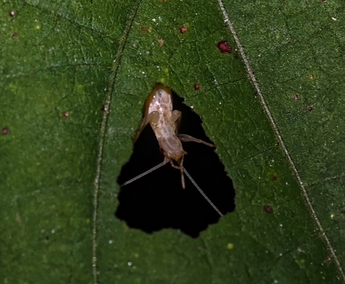 Oecanthus brevicauda