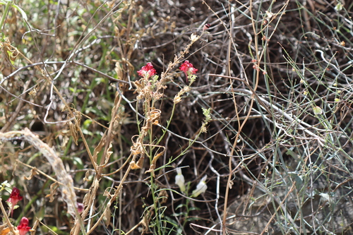 Linaria aeruginea, photograph 4