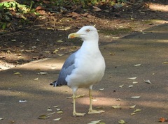 Larus michahellis