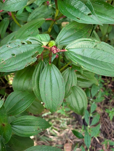 Tristemma mauritianum, photograph 3