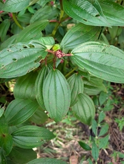 Tristemma mauritianum, photograph (c) maxark, some rights reserved (CC BY)