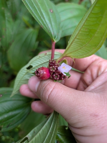 Tristemma mauritianum, photograph 4