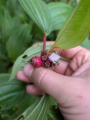 Tristemma mauritianum, photograph (c) maxark, some rights reserved (CC BY)