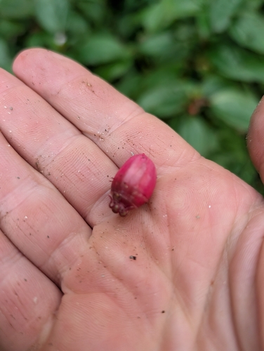 Tristemma mauritianum, photograph 5