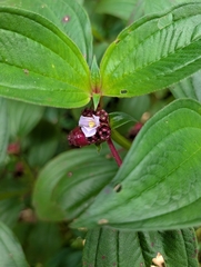 Tristemma mauritianum, photograph (c) maxark, some rights reserved (CC BY)