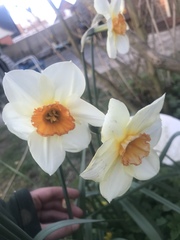 Narcissus poeticus