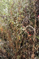 Linaria aeruginea, photograph (c) zebedeugalinha, some rights reserved (CC BY)