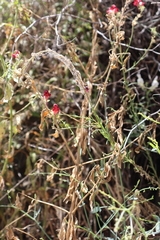 Linaria aeruginea, photograph (c) zebedeugalinha, some rights reserved (CC BY)