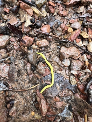 five-striped flatworm