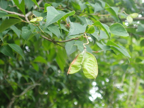 Staphylea bumalda, photograph 1