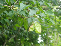 Staphylea bumalda, photograph (c) 村山史世　（Fumiyo MURAYAMA), some rights reserved (CC BY)