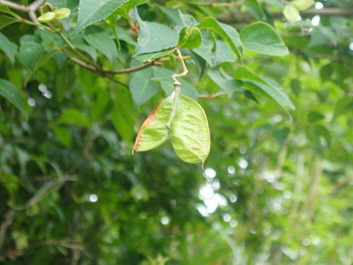 Staphylea bumalda, photograph 2