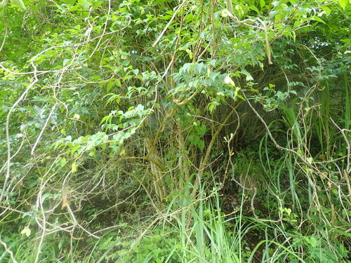 Staphylea bumalda, photograph 3