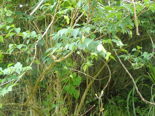 Staphylea bumalda, photograph 4