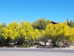 Parkinsonia florida