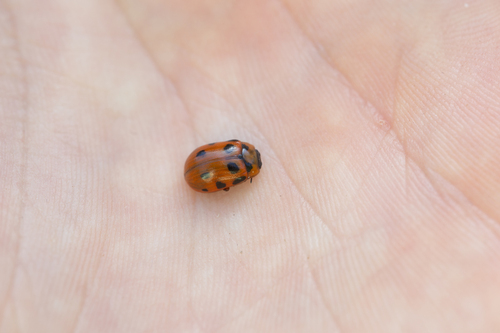 Gonioctena decemnotata