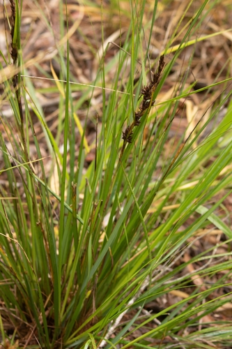 Gahnia aspera observed 2026-06-10