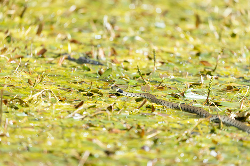 Barred Grass Snake