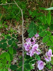 Robinia hispida nana