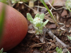 Psilocarphus tenellus