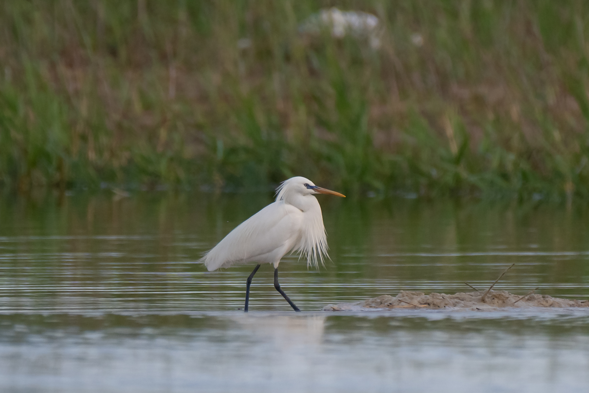 Chinese Egret (Egretta eulophotes), photo 6