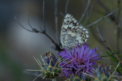 Balkan Marbled White