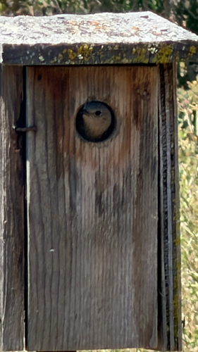 Western Bluebird