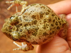 Craugastor augusti cactorum