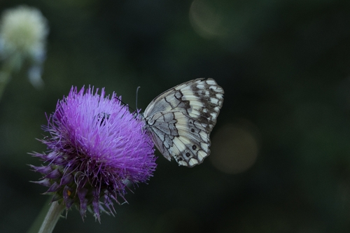Balkan Marbled White