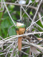 Galbula ruficauda