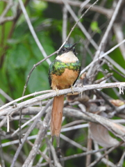 Galbula ruficauda