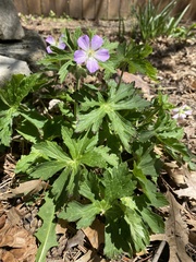 Geranium maculatum
