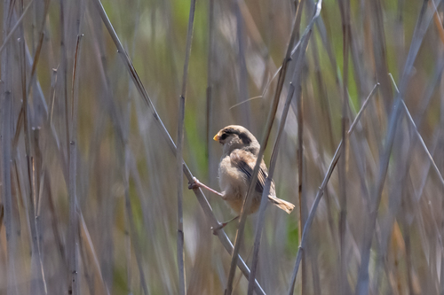 Reed Parrotbill (Paradoxornis heudei), photo 9