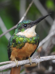 Galbula ruficauda